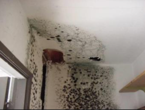 mold damages